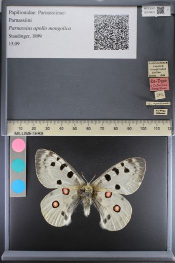 Media type: image;   Entomology 179612